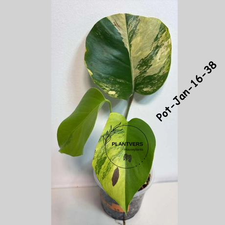 Monstera Borsigiana Aurea Variegated Live Plant - Collector's Aroid - Monstera Marmota - Exact SAME Plant - US Seller