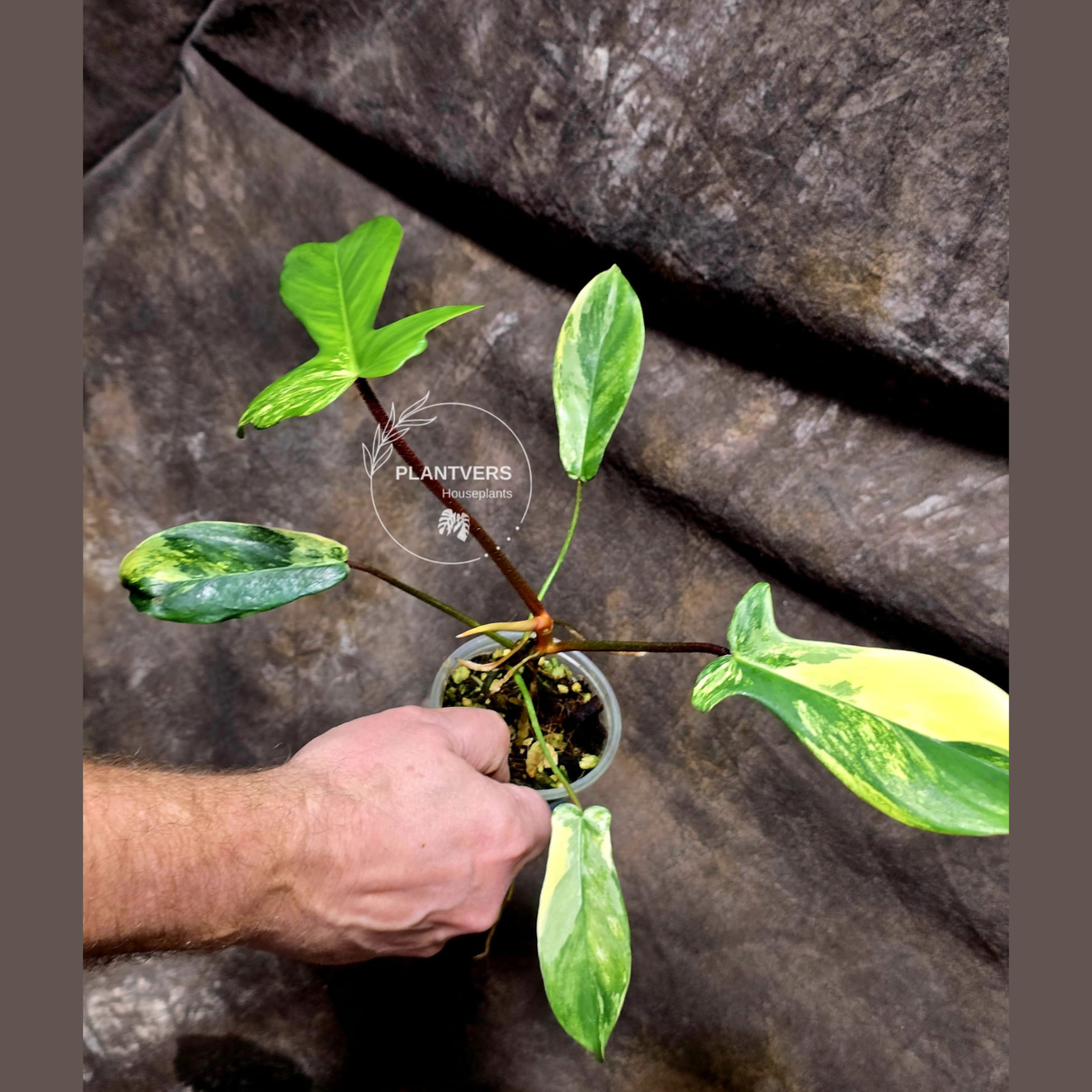 rare houseplants for sale