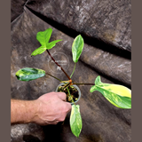 rare houseplants for sale