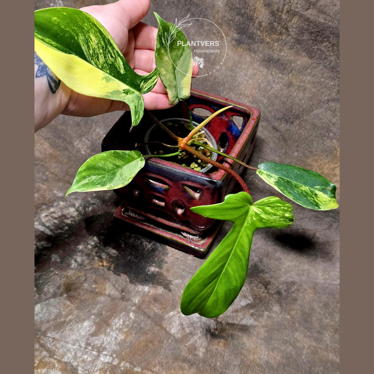 Variegated Philodendron Florida Beauty Potted Plant