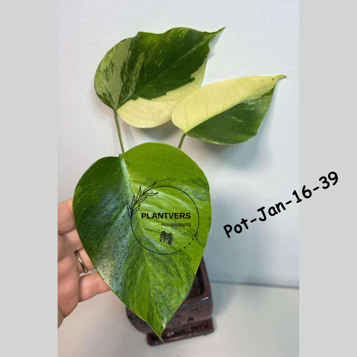 Monstera Borsigiana Aurea Variegated Live Plant - Collector's Aroid - Monstera Marmota - Exact SAME Plant - US Seller