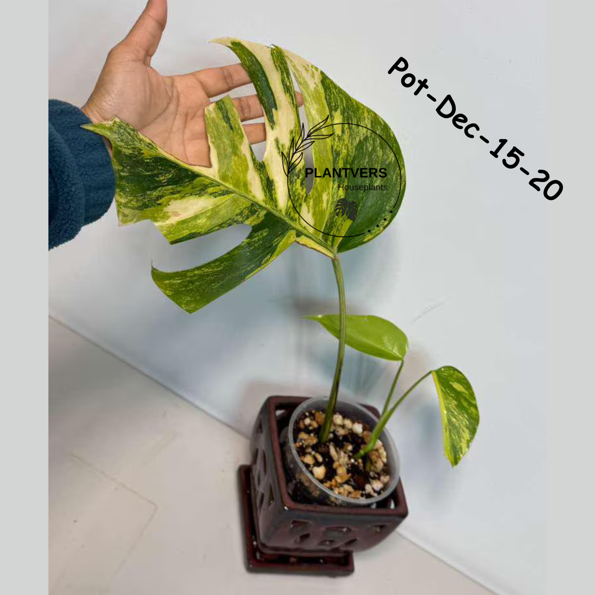 Monstera Borsigiana Aurea Variegated Live Plant - Collector's Aroid - Monstera Marmota - Exact SAME Plant - US Seller
