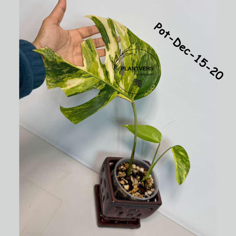 Monstera Borsigiana Aurea Variegated Live Plant - Collector's Aroid - Monstera Marmota - Exact SAME Plant - US Seller