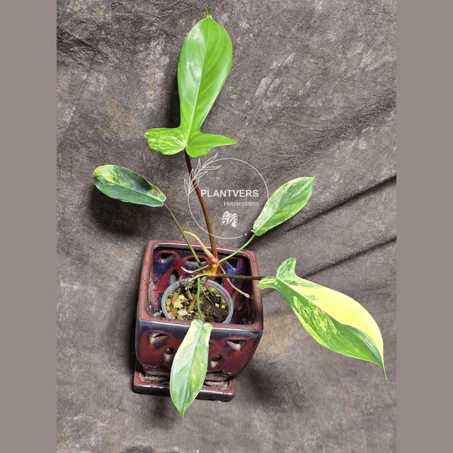 Philodendron Florida Beauty