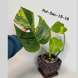 Monstera Borsigiana Aurea Variegated Live Plant - Collector's Aroid - Monstera Marmota - Exact SAME Plant - US Seller