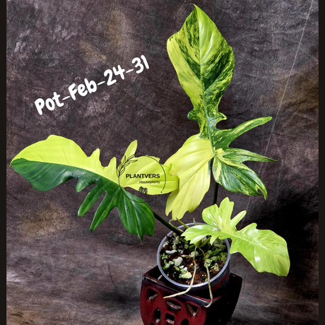 Variegated Philodendron Florida Beauty x Mayoi Exact Plant - Super RARE Live Plants - Stunning Hybrid Aroid with Marbled Foliage - US Seller