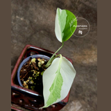 rare houseplants for sale