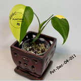 Monstera Borsigiana Aurea Variegated Live Plant in a Nursery Pot - Collector's Aroid - Monstera Marmota - Exact SAME Plant - US Seller