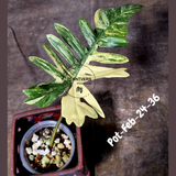 Variegated Philodendron Florida Beauty x Mayoi Exact Plant - Super RARE Live Plants - Stunning Hybrid Aroid with Marbled Foliage - US Seller