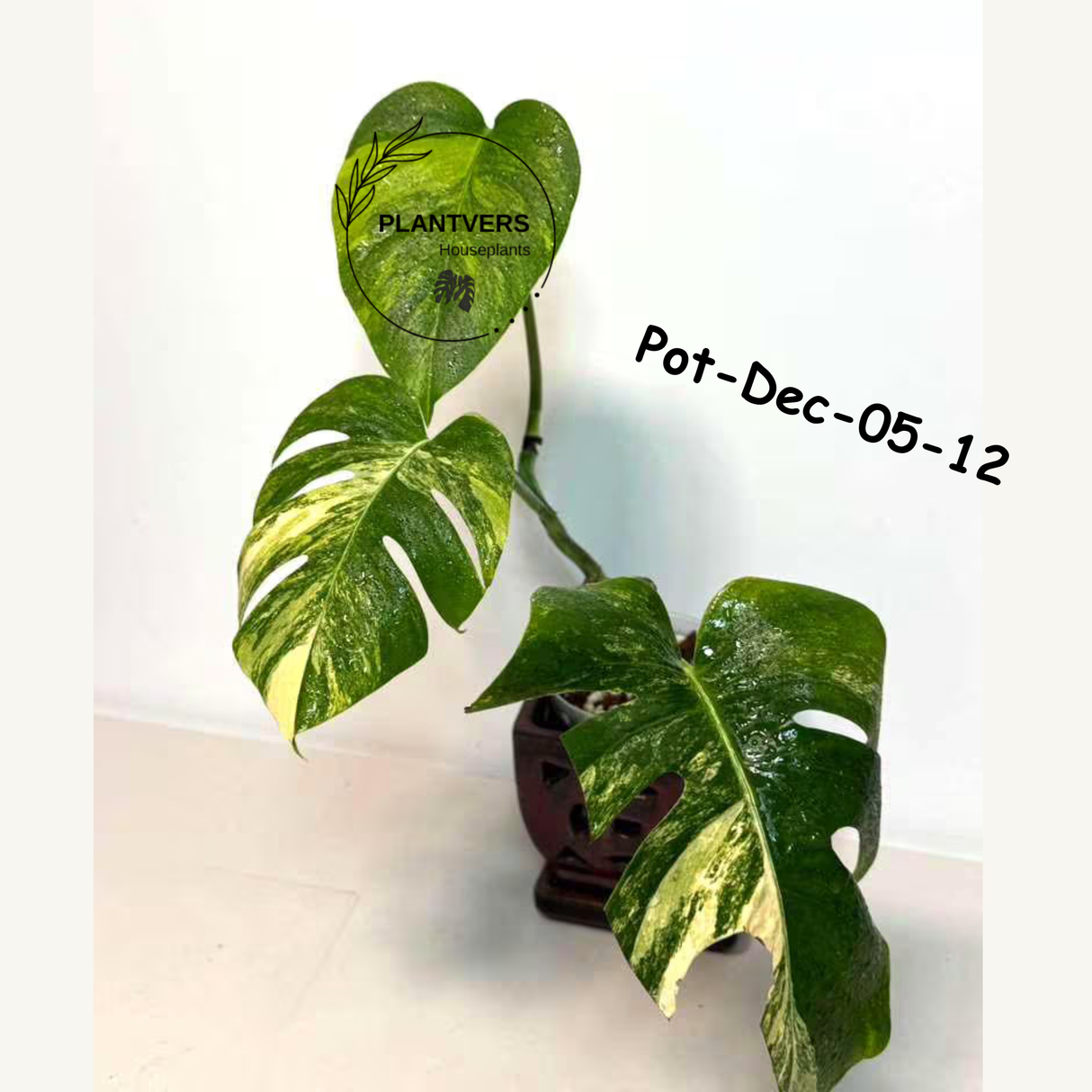 Monstera Borsigiana Aurea Variegated Live Plant in a Nursery Pot - Collector's Aroid - Monstera Marmota - Exact SAME Plant - US Seller