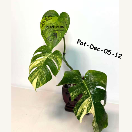 Monstera Borsigiana Aurea Variegated Live Plant in a Nursery Pot - Collector's Aroid - Monstera Marmota - Exact SAME Plant - US Seller