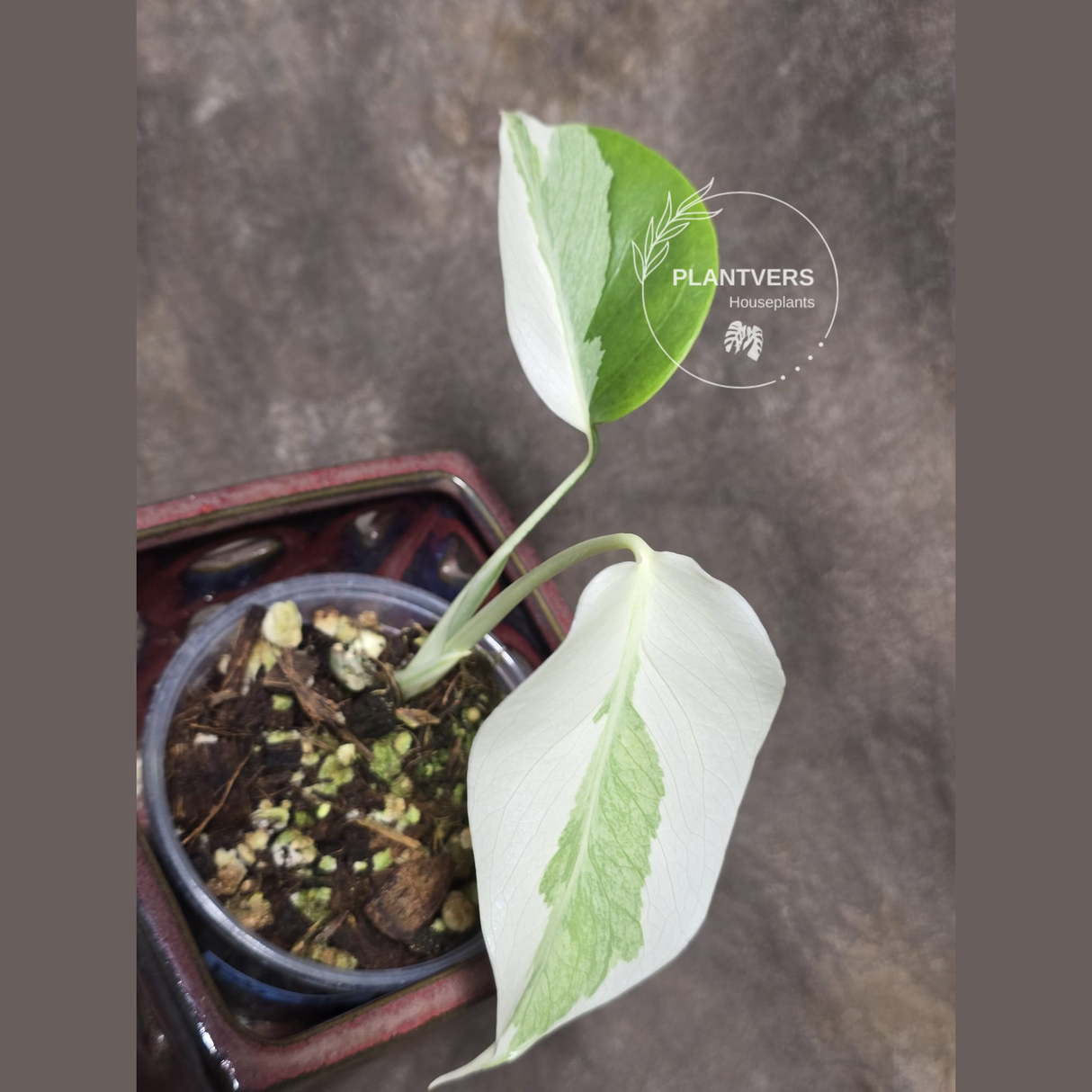 Variegated Monstera Albo EXACT Plant - Rare White Albo Baby Leaf Plant - US Seller