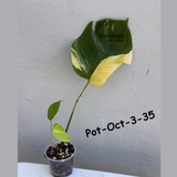 Monstera Borsigiana Aurea Variegated Live Plant in a Nursery Pot - Collector's Aroid - Monstera Marmota - Exact SAME Plant - US Seller