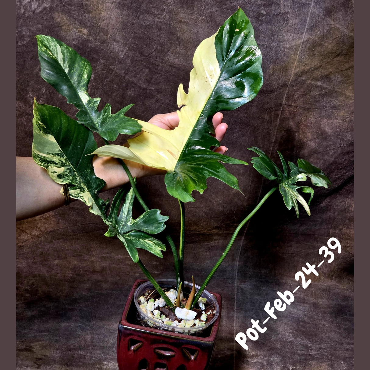 Variegated Philodendron Florida Beauty x Mayoi Exact Plant - Super RARE Live Plants - Stunning Hybrid Aroid with Marbled Foliage - US Seller