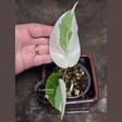 White Albo Baby Leaf Plant