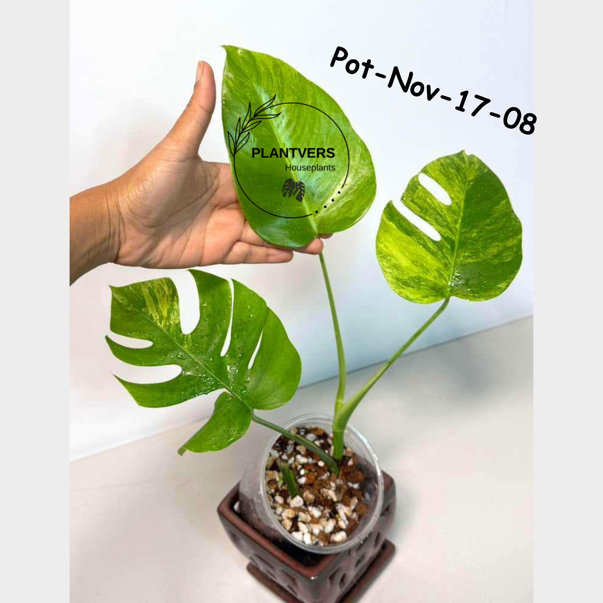 Monstera Borsigiana Aurea Variegated Live Plant in a Nursery Pot - Collector's Aroid - Monstera Marmota - Exact SAME Plant - US Seller