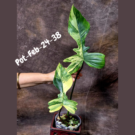 Variegated Philodendron Florida Beauty x Mayoi Exact Plant - Super RARE Live Plants - Stunning Hybrid Aroid with Marbled Foliage - US Seller
