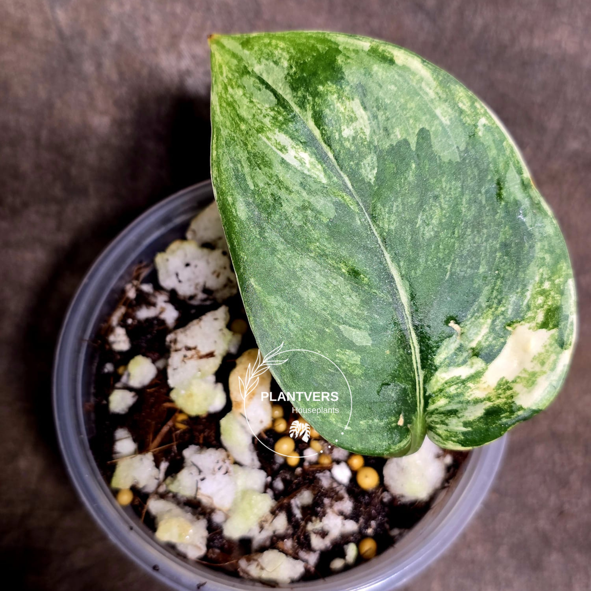 Scindapsus Jade Satin Variegated Plant 