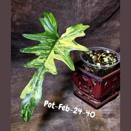 Variegated Philodendron Florida Beauty x Mayoi Exact Plant - Super RARE Live Plants - Stunning Hybrid Aroid with Marbled Foliage - US Seller