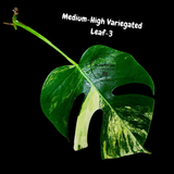 Monstera Borsigiana Aurea Variegated Cutting - Monstera Aurea Variegata - Monstera Marmota Cuts - Grower's Choice - US Seller