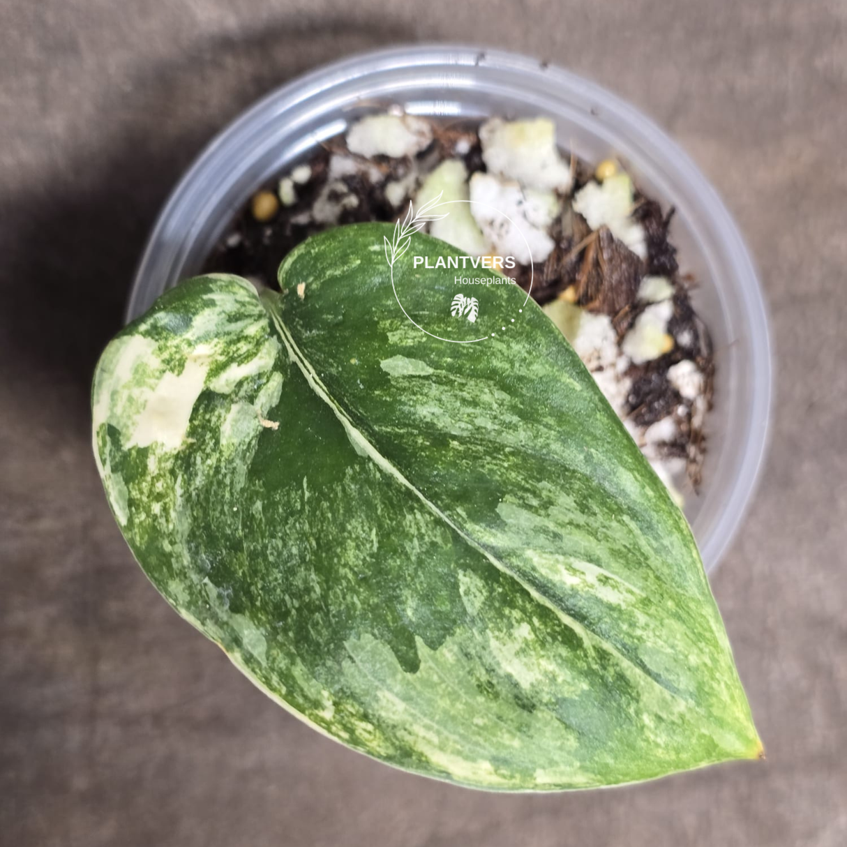 rare houseplants for sale