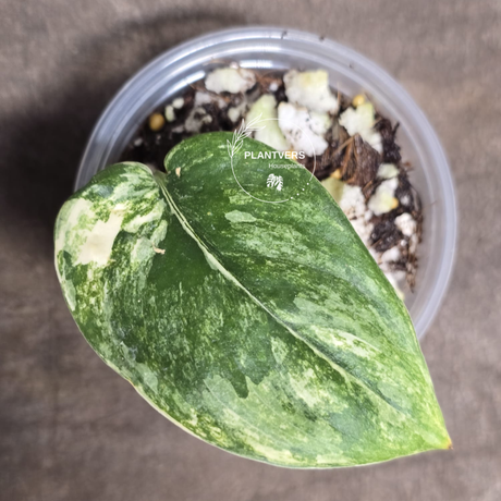 rare houseplants for sale