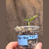 Scindapsus Jade Satin Variegated Plant - Rare Tropical - EXACT Plant - US Seller