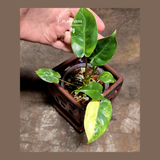 rare houseplants for sale