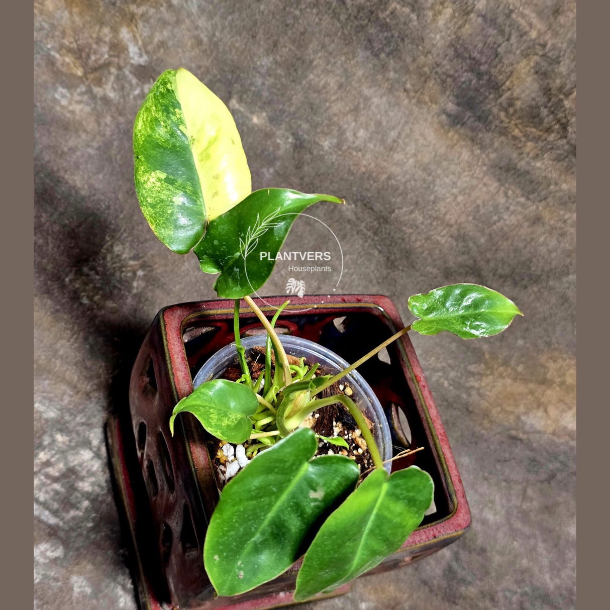 Variegated Burle Marx Philodendron Plant - Tropical Houseplant - Rare EXACT Plant - US Seller
