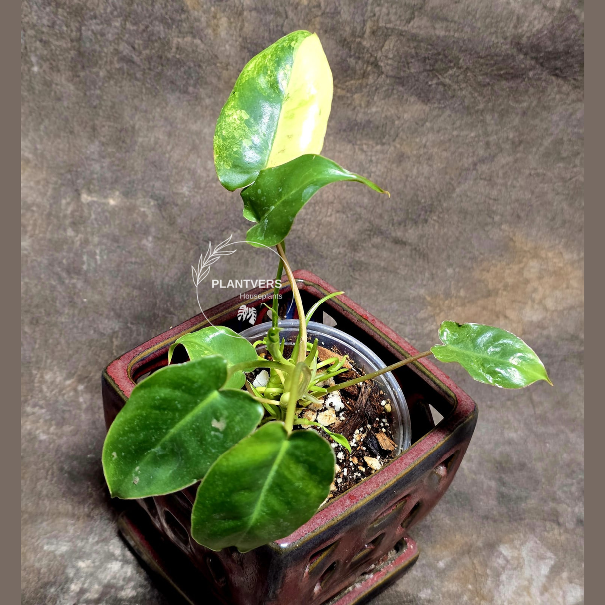 Burle Marx Philodendron