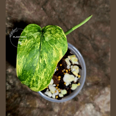 rare houseplants for sale