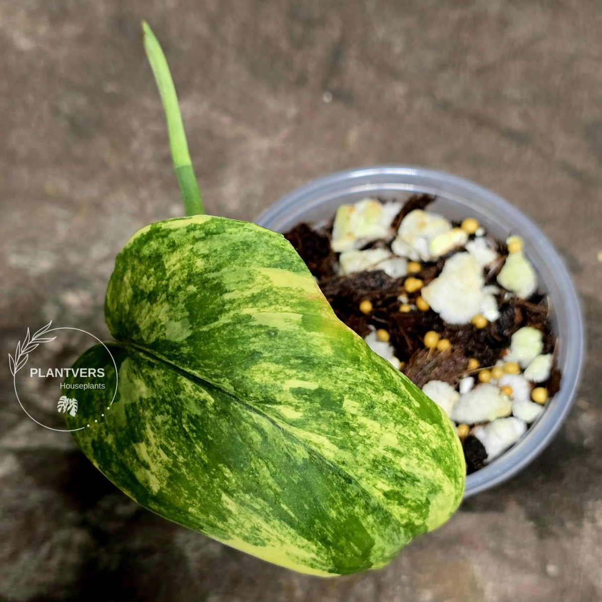 Scindapsus Jade Satin Variegated Plant - Rare Tropical - EXACT Plant - US Seller