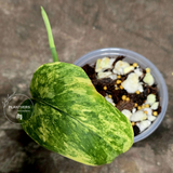 Scindapsus Jade Satin Variegated Plant - Rare Tropical - EXACT Plant - US Seller