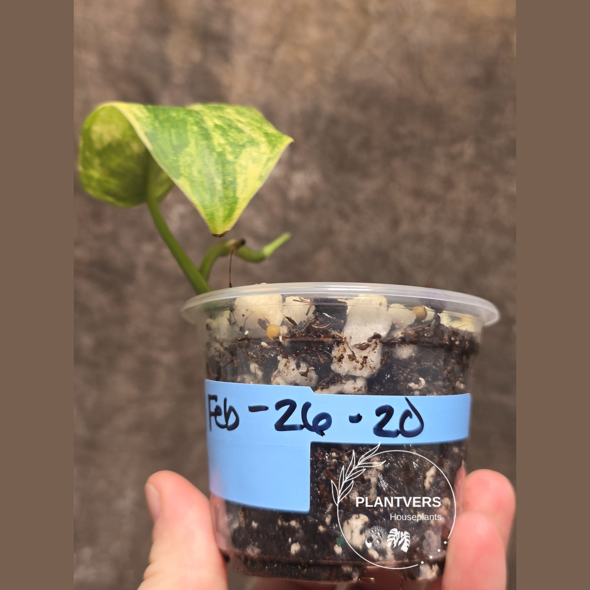 Scindapsus Jade Satin Variegated Plant - Rare Tropical - EXACT Plant - US Seller