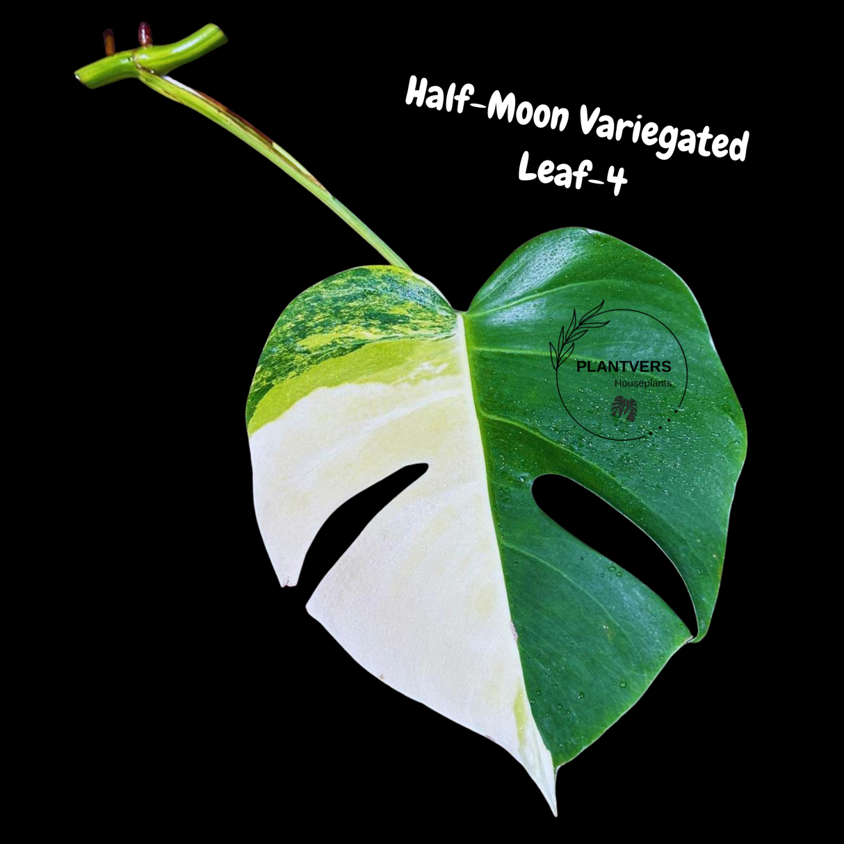 Monstera Borsigiana Aurea Variegated Cutting - Monstera Aurea Variegata - Monstera Marmota Cuts - Grower's Choice - US Seller