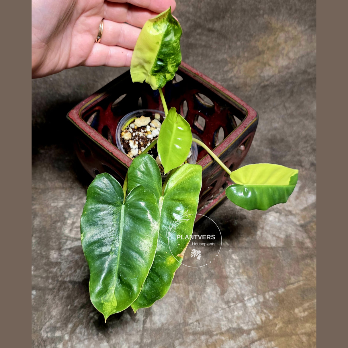 rare houseplants for sale