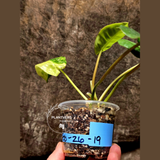 Variegated Burle Marx Philodendron Plant - Tropical Houseplant - Rare EXACT Plant - US Seller