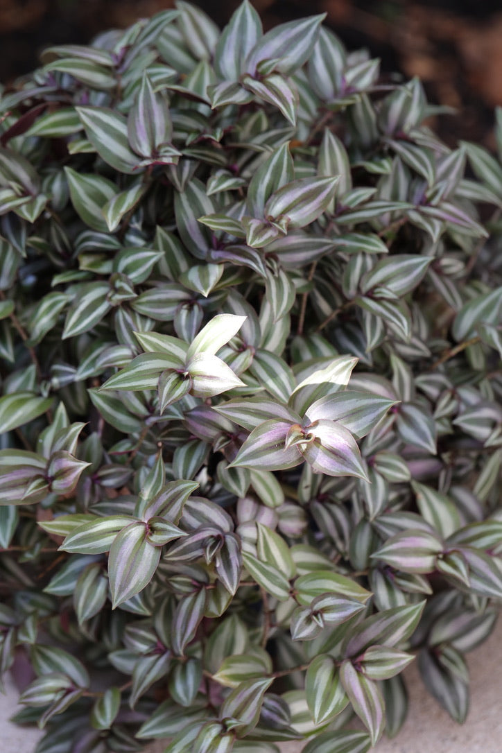 Silver Wandering Jew Cuttings - Rare Tradescantia - Wandering Jew Vining Plant