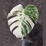 Rare Variegated Monstera Albo - White Albo Borsigiana EXACT Plant - Large Form - US Seller