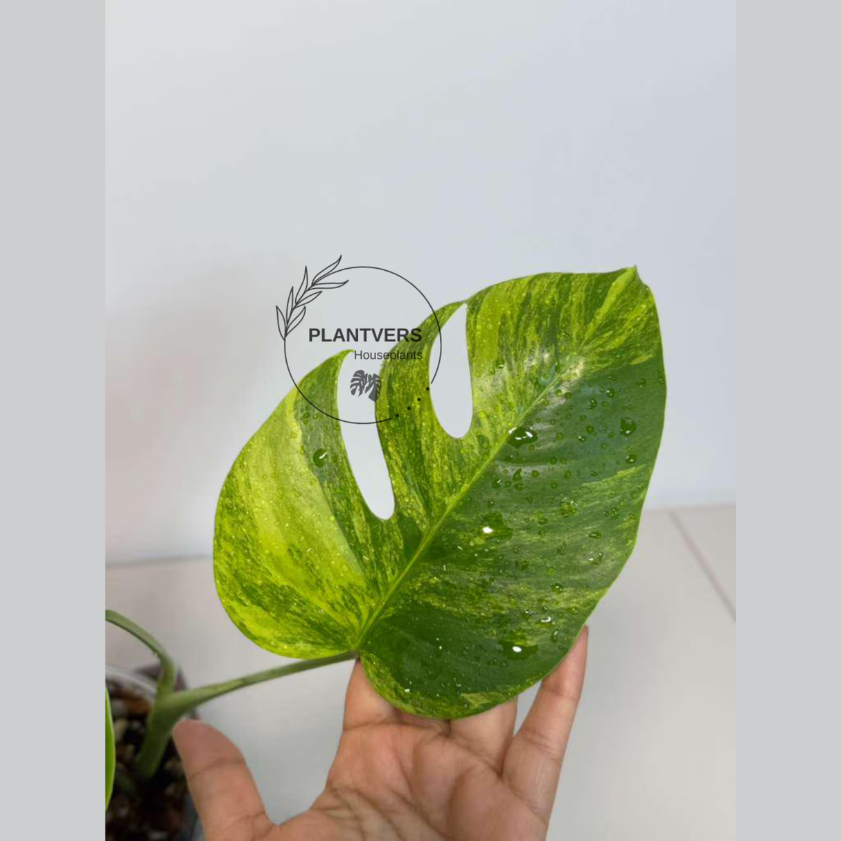 Monstera Marmota
