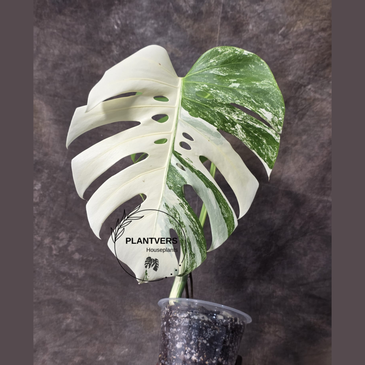 Rare Variegated Monstera Albo - White Albo Borsigiana EXACT Plant - Large Form - US Seller