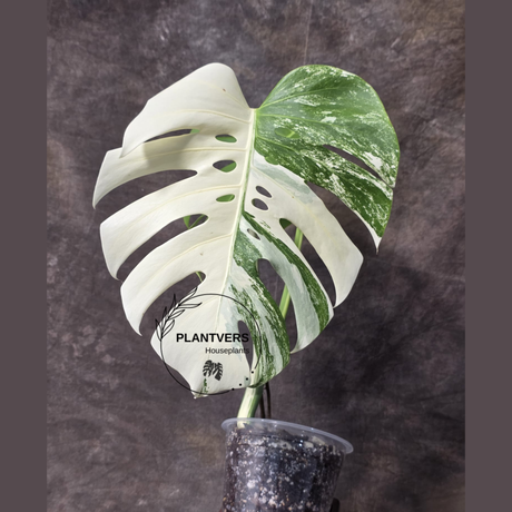 Rare Variegated Monstera Albo - White Albo Borsigiana EXACT Plant - Large Form - US Seller