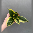 Sansevieria