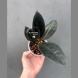 ficus burgundy