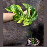 Monstera Aurea Variegated Borsigiana in a Nursery Pot - Monstera Marmota - SAME Plant as images - US Seller