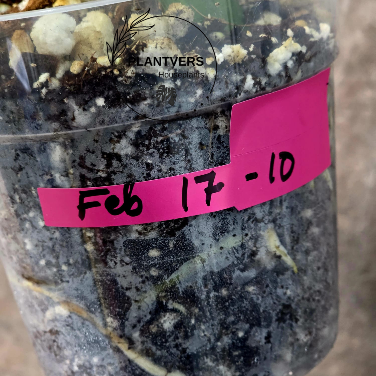 Monstera Aurea Variegated Borsigiana in a Nursery Pot - Monstera Marmota - SAME Plant as images - US Seller