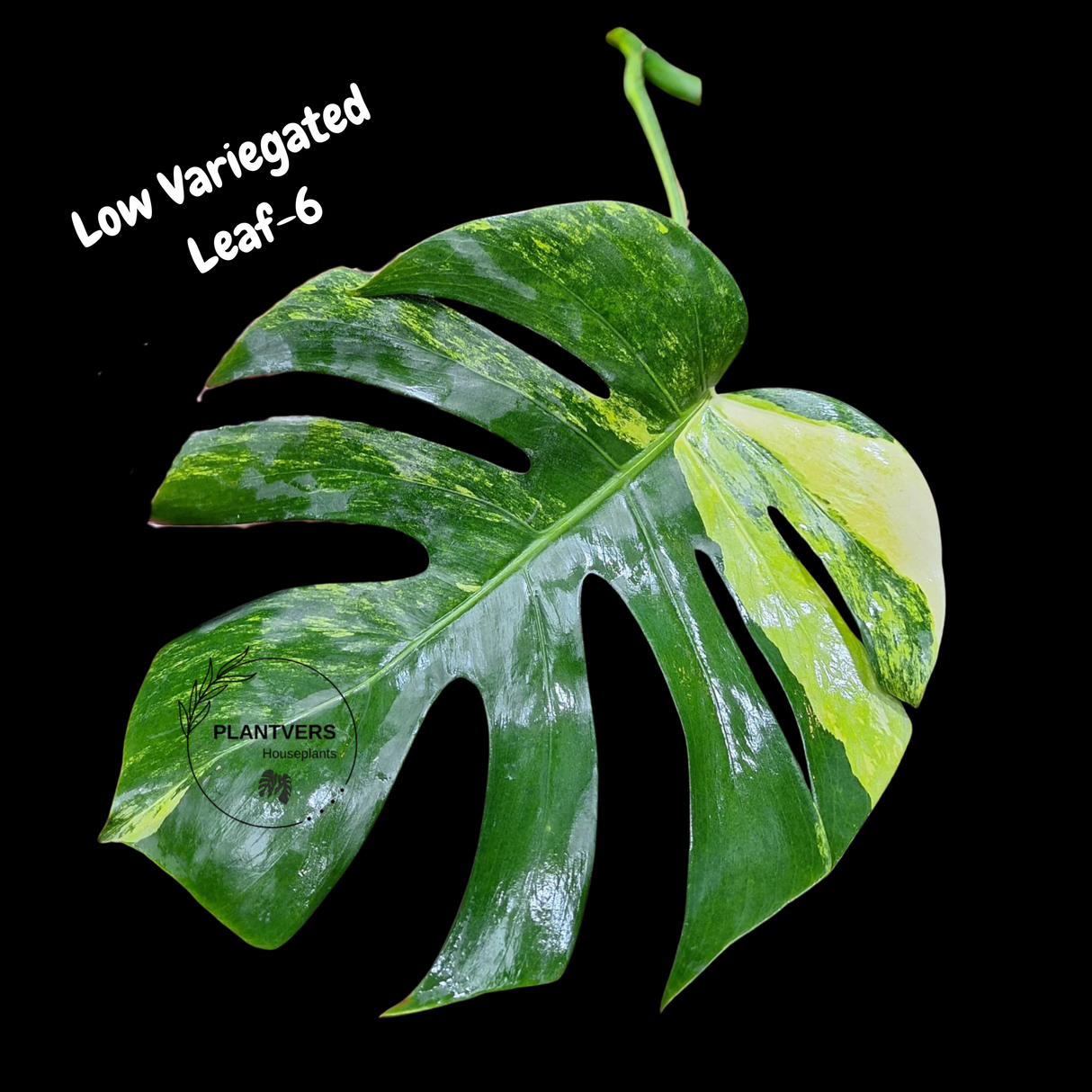 Monstera Borsigiana Aurea Variegated Cutting - Monstera Aurea Variegata - Monstera Marmota Cuts - Grower's Choice - US Seller