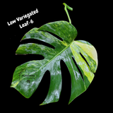 Monstera Borsigiana Aurea Variegated Cutting - Monstera Aurea Variegata - Monstera Marmota Cuts - Grower's Choice - US Seller