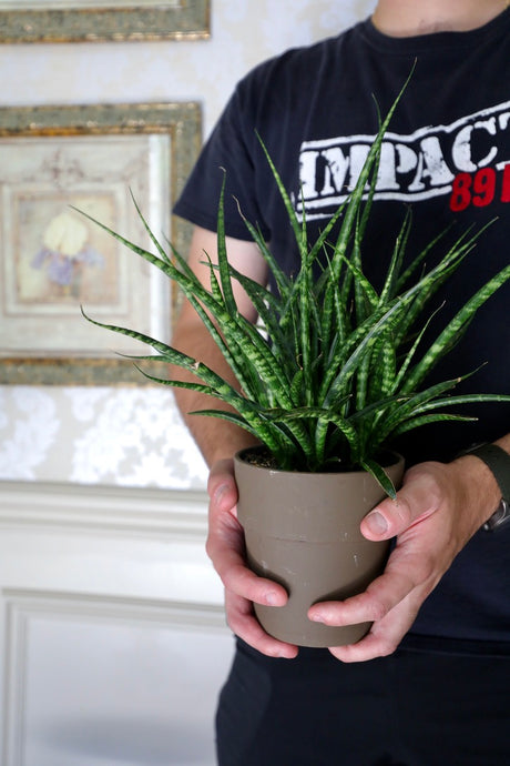 Rare Fernwood Mikado Snake Plant in a Nursery Pot