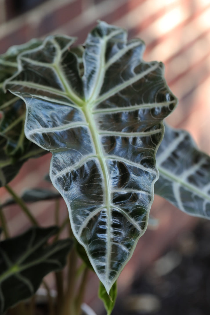 Alocasia Polly Plant in a 6" in Decorative Pot